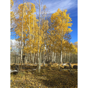 Fall aspens, utah, boulder mountain, aspen trees