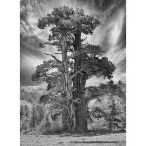 High Sierra cedar tree.  black and white image, monochrome image, Hope Valley