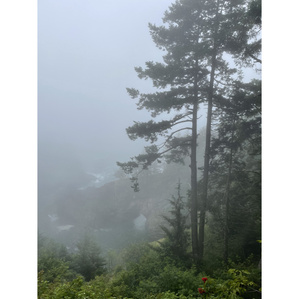 Natural Bridge, Oregon Coast, Fog in trees, 