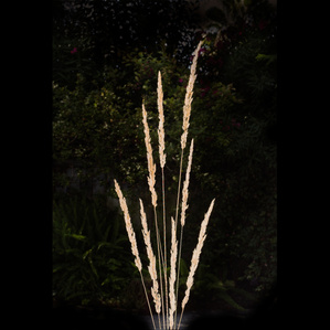 ornamental grass still life picture