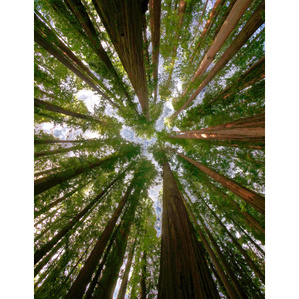 Redwood grove, Humboldt State Park, Rockefeller Forest, California redwoods, coastal redwoods