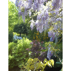 Giverny garden, France gardens, Giverny flowers, Monet gardens