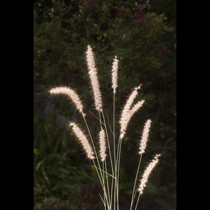ornamental grass still life picture