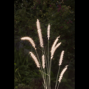 ornamental grass still life picture