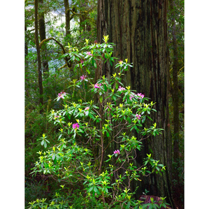 Rhododendron and Redwood 