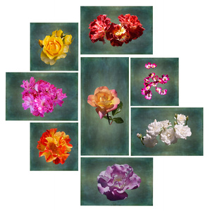 Seven panel wall display of rose blooms in artistic arrangement