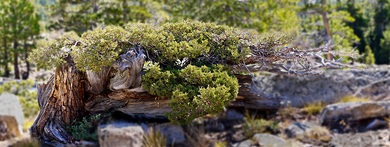High Sierra Juniper 