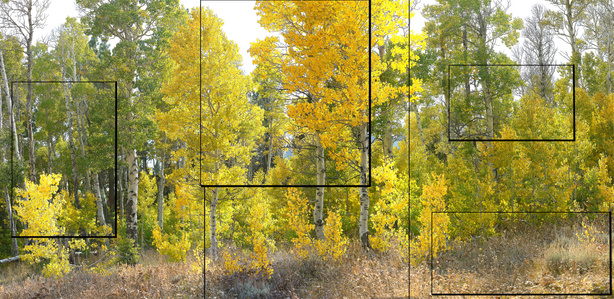 High Sierra Fall Aspen Panorama