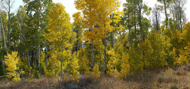 Fall aspens, high sierra, hope valley, panorama, california mountains, fall colors, high Sierra 