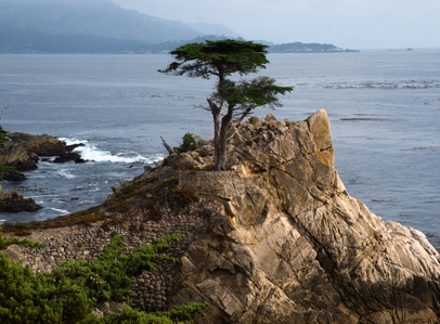 Lone Cypress, Pebble Beach, California, Monterey Cypress tree, coastal cypress, Pebble Beach Golf Course, california coast