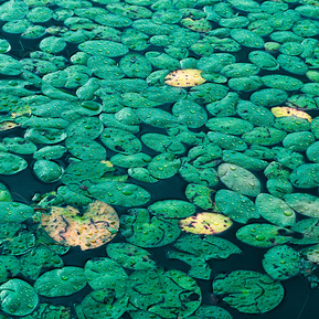 Natural water lilies leaves after a summer rain, Mont Cascades lake, Quebec.   