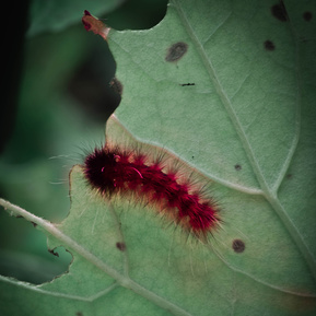 Wooly Bear caterpillar on  a leaf, Gatineau Park area, Quebec.  