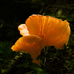 Golden Chanterelle mushrooms in the forest of Gatineau Park area, Quebec. 