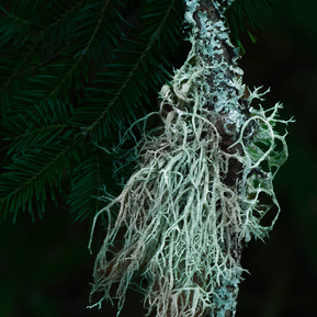 Boreal oakmoss lichen, Gatineau Park area, Quebec.