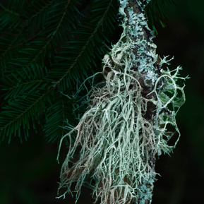 Boreal oakmoss lichen, Gatineau Park area, Quebec.
