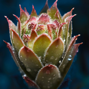 Houseleek with rain drops, Gatineau Park area, Quebec. 