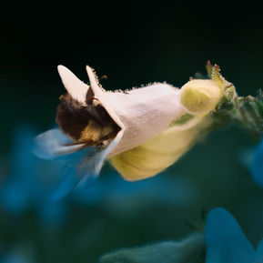 Bumble bee inside a flower, Gatineau Park area, Quebec.