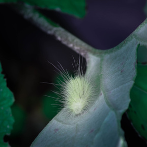 Hairy white caterpillar, Gatineau Park area. Quebec. 