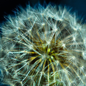 Dandelions seed florets, Gatineau Park area, Quebec.