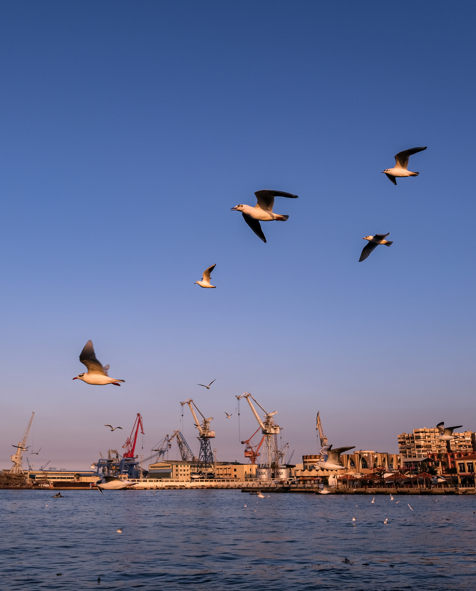 Seagulls fly over Port Said, Egypt