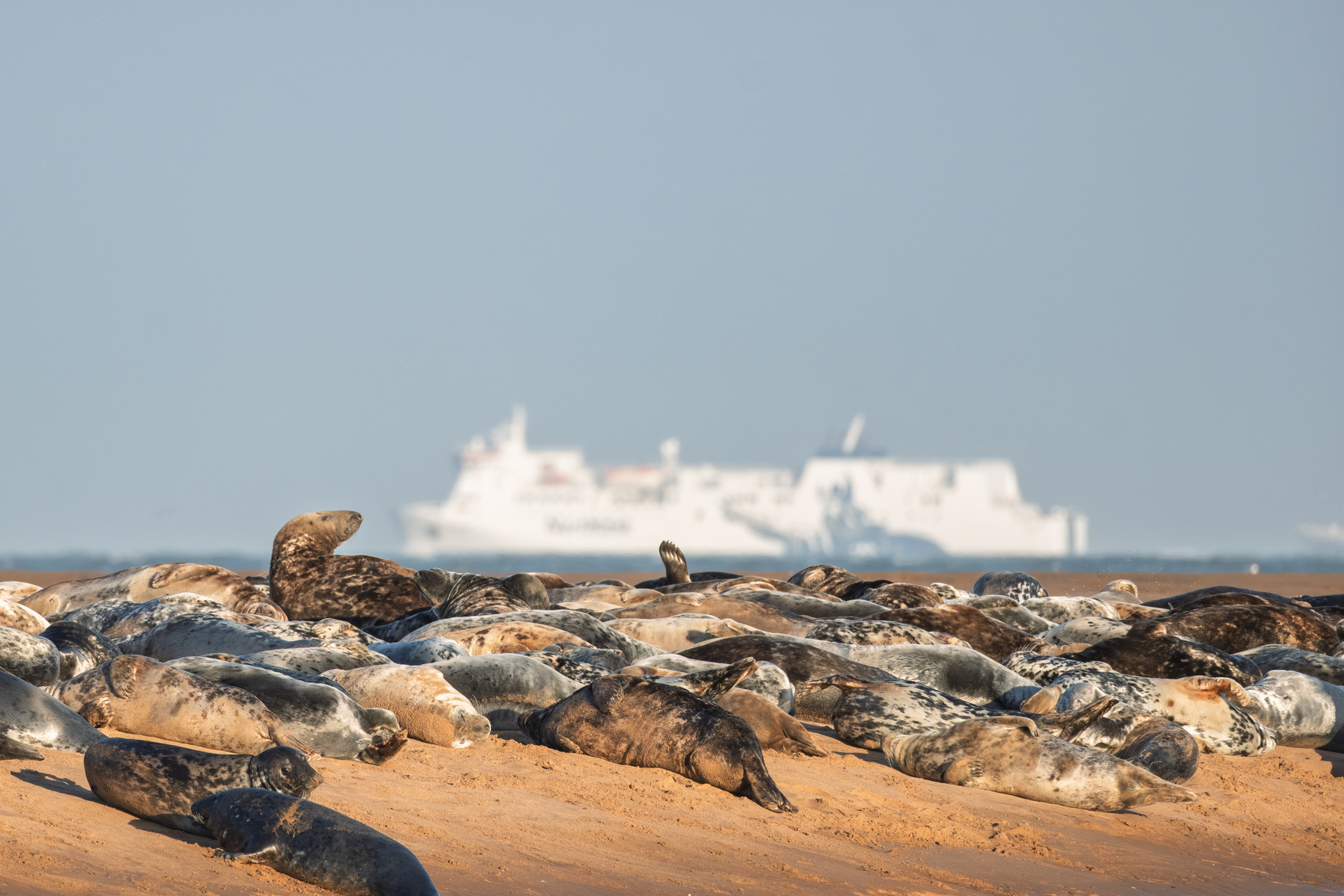Hundreds of seals bask on a sandy beach where the River Yhan meets the North Sea. One seal looks up, framing a passing ferry between the mainland and the isles. While we sometimes think of natural habitats as separate from human habitats, we often share t