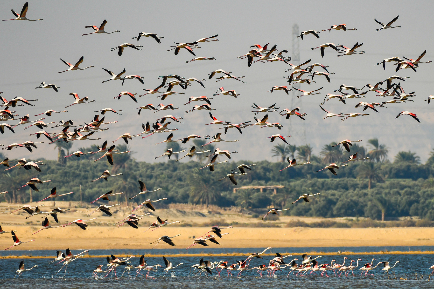 A colorful flock of flamingo birds flying at Lake Qaroun in Fayoum Fayyium Egypt