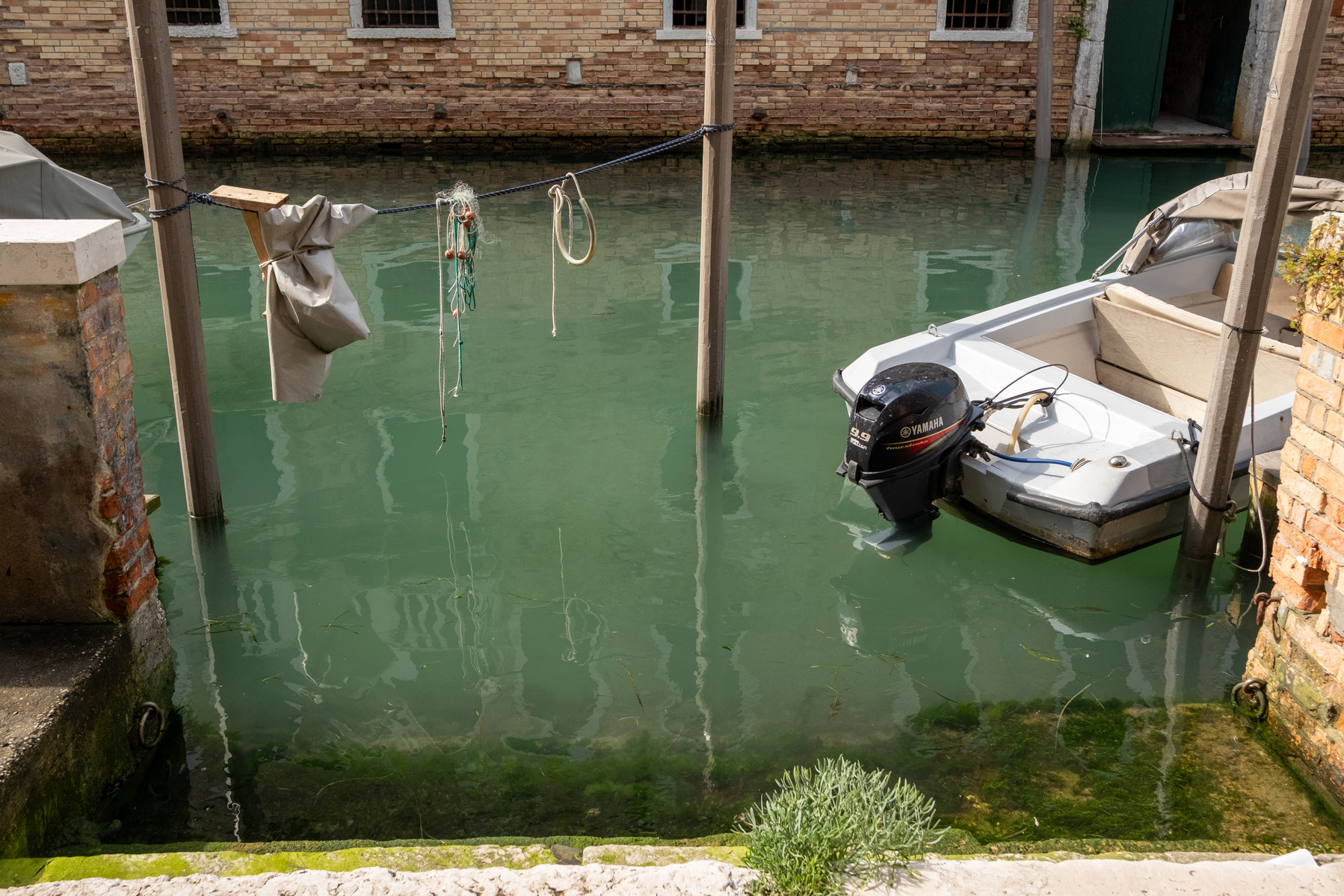 A speedboat moored in a Venice canal with algae visible, Italy