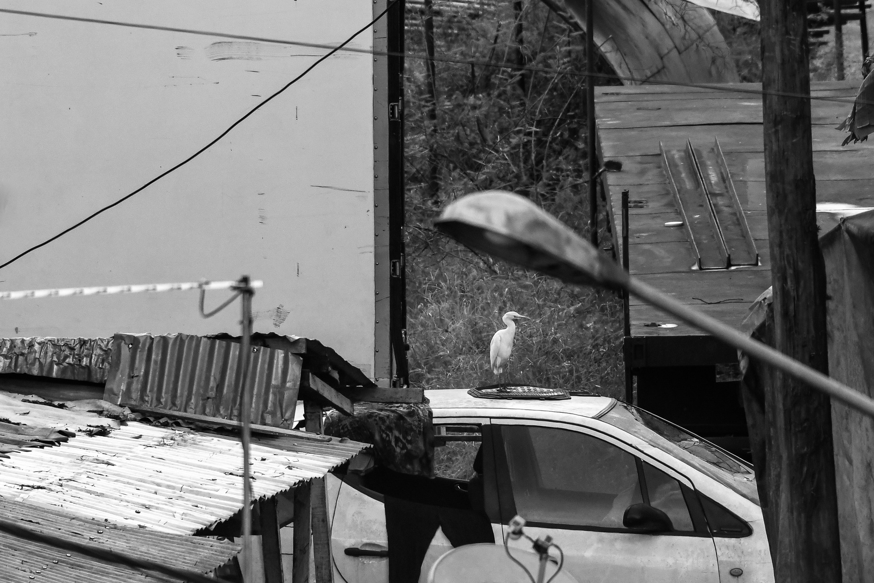 Douala, Cameroon showing informal housing and a Cattle Egret