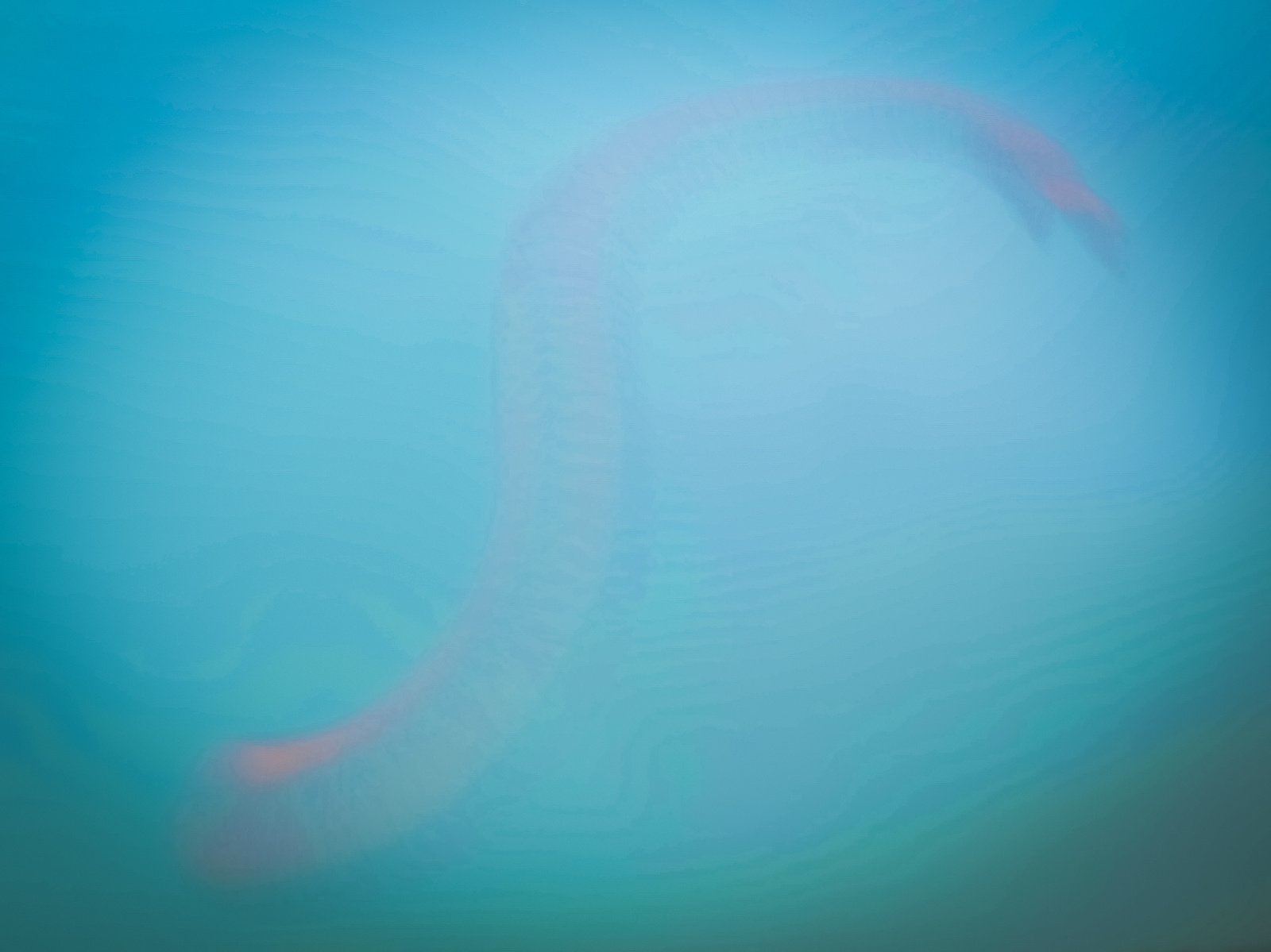 A blurred picture of a kite-surfer sail against a blue background