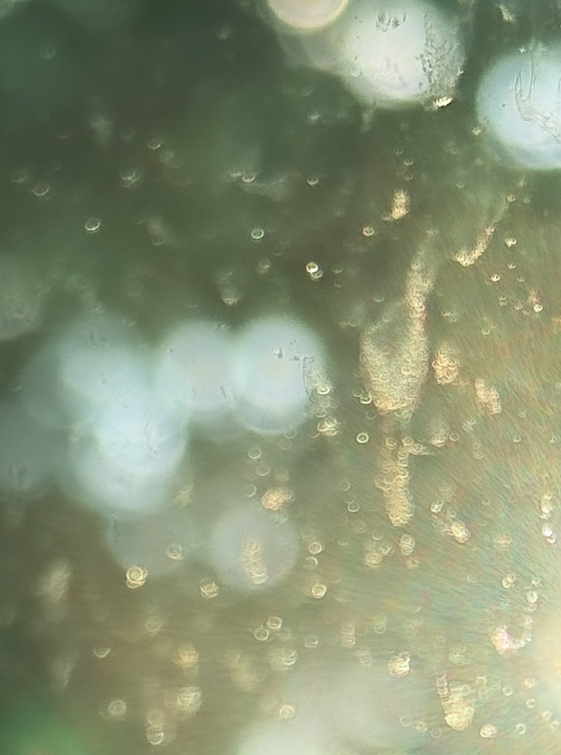 Sun light hitting the early morning dew creating a bokeh effect of green, gold and cream beads
