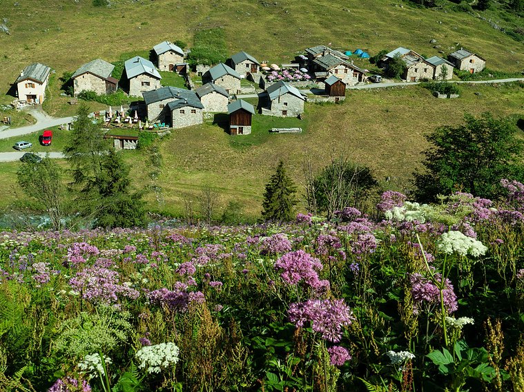 Cheesemaking in the French Alps.