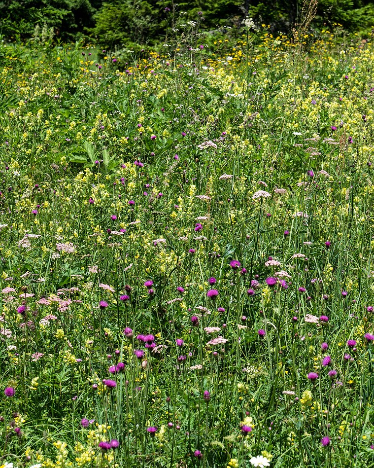 Wildflower meadow in the Haute Savoie, French Alps.