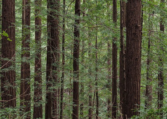 Redwood trees in the Santa Cruz foothills.