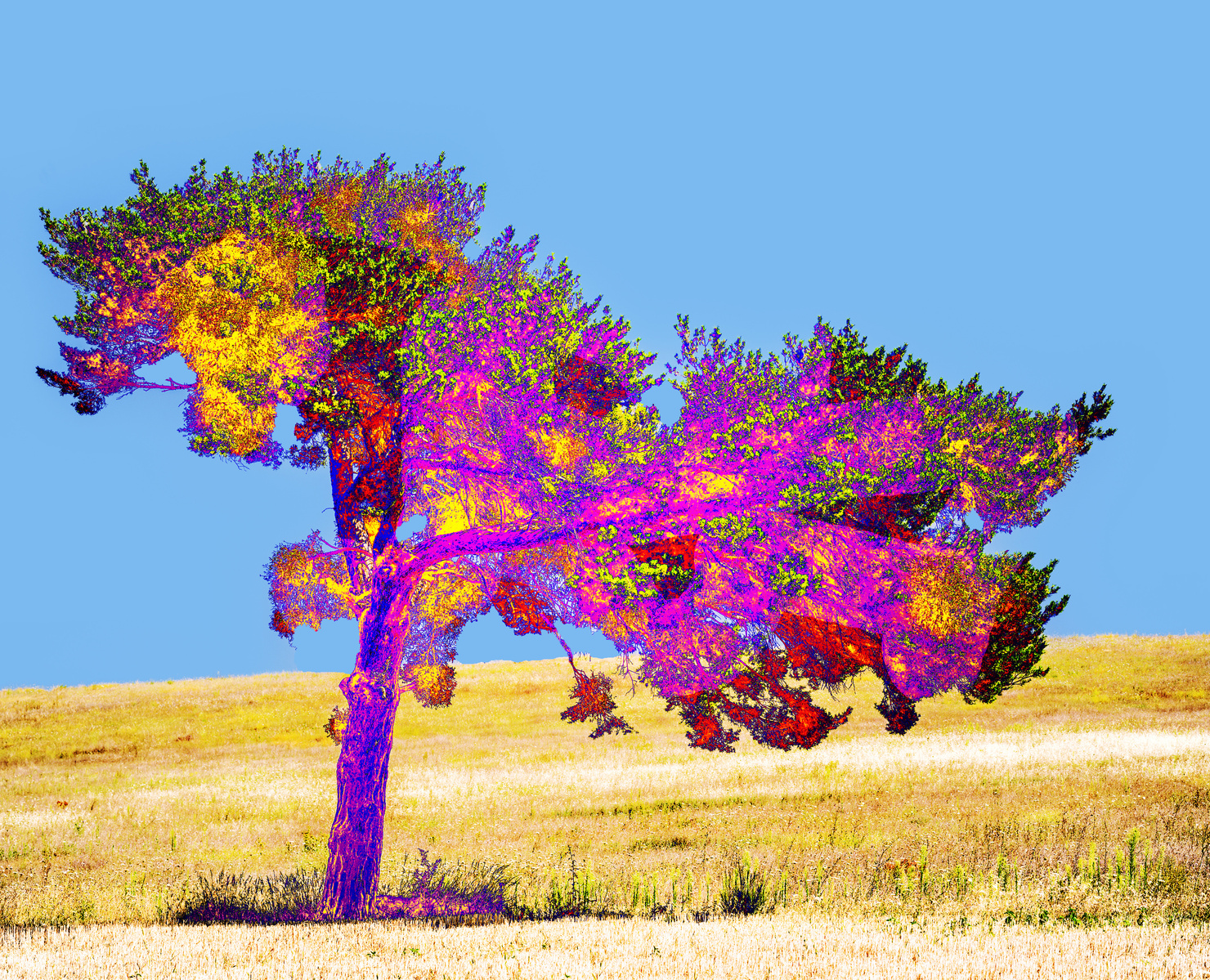 abstract
colour
tree
nature
arbre
abstrait
landscape
paysage