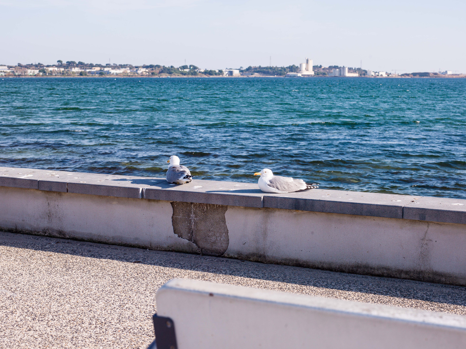 les mouettes prennent le soleil