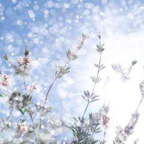 Fine art photography by contemporary artist Diane Allison, HALLISON Studios, Tasmania, online gallery store. Photographic pigment print, sunshine sparkling, bokeh, native bees, pink native flowers, bottle brush, Callistemon, against a blue sky.