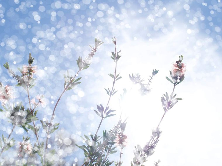 Fine art pigment print by Di Allison, HALLISON Studios, Tasmania, online gallery shop, Shine #2. Colours of white, pink, green and blue, abstract in style. Soft, bokeh of sunshine, rain and flower petals - bottle brush, Callistemon and native bees.