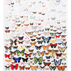 Do You Remember Butterflies #3 by contemporary artist Di Allison, HALLISON Studios, Tasmania, online gallery store. Collage of hand cut butterflies, pinned and fading to white, a comment on global warming, climate change, environmental art.