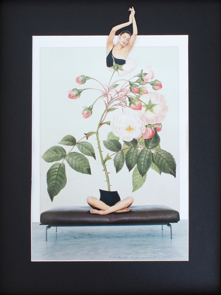 Contemporary collage by Di Allison, HALLISON Studios, Tasmania, online gallery store.  Rise Above is a seated woman, cross legged on a bench seat. Stretching in a yoga pose, relaxed, eyes closed, her spine and body replaced with a thorny pink rose bush