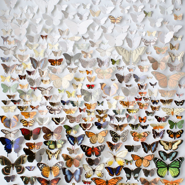 Do You Remember Butterflies #2 a large analogue art collage by Di Allison, HALLISON Studios of colourful paper butterflies, pinned specimens. Halfway up they increasingly fade to white on white: a comment on climate change, extinction, threatened species.