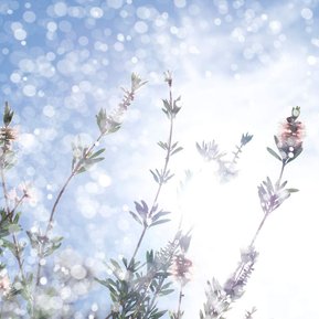 Fine art pigment print by Di Allison, HALLISON Studios, Tasmania, online gallery shop, Shine #2. Colours of white, pink, green and blue, abstract in style. Soft, bokeh of sunshine, rain and flower petals - bottle brush, Callistemon and native bees.