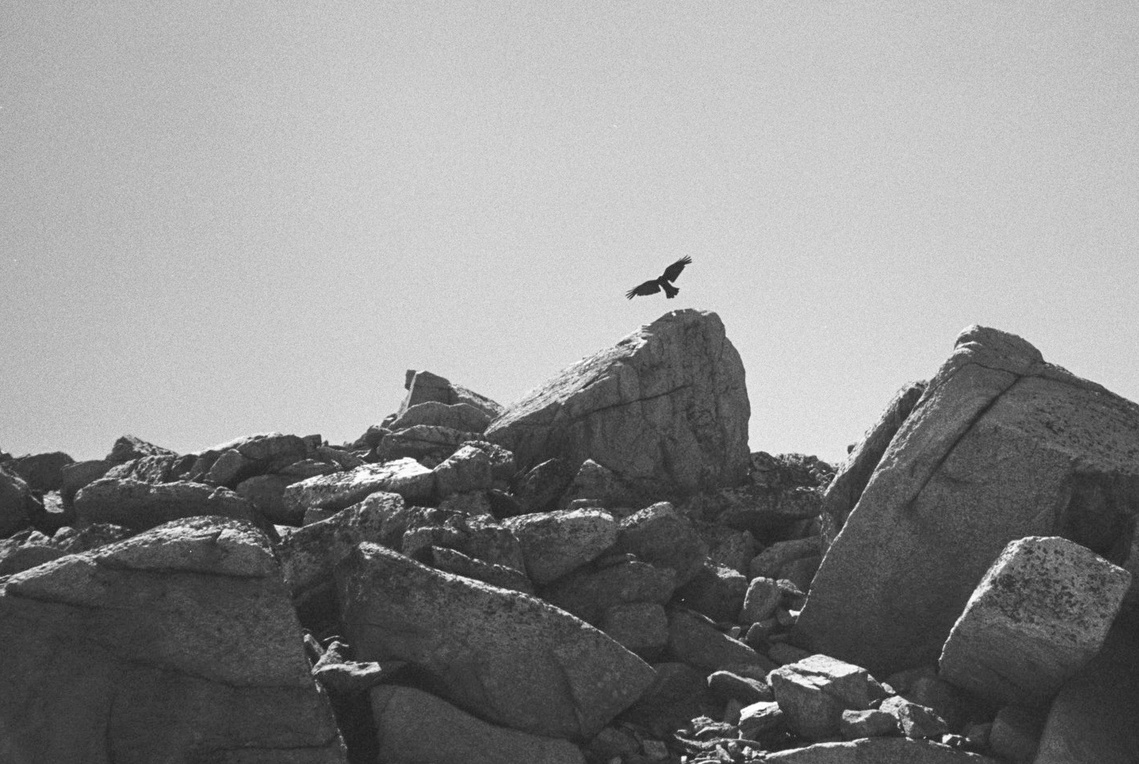 Raven atop Mt Kosciuszko in Kosciusko National Park. Photography by Darren Gill