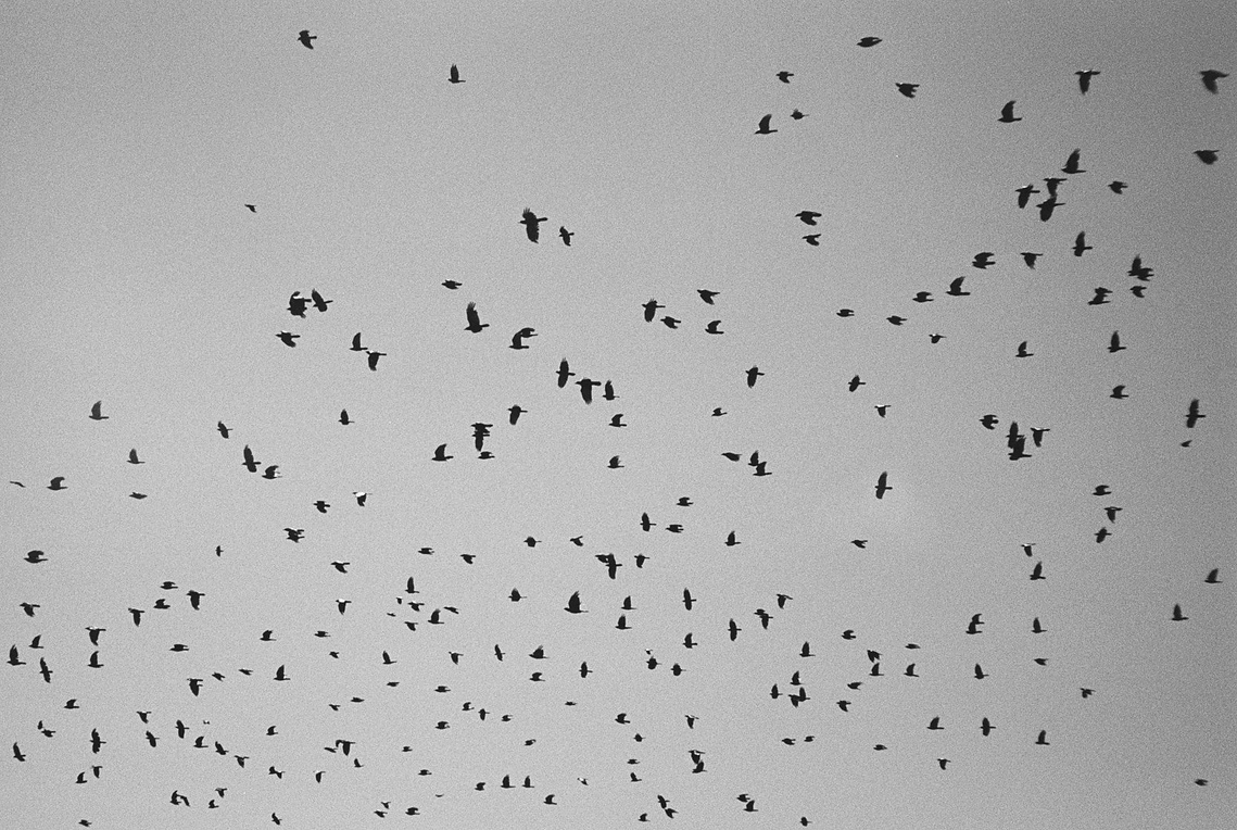 Ravens at the top of Mt Kosciuszko in Kosciusko National Park. Photography by Darren Gill