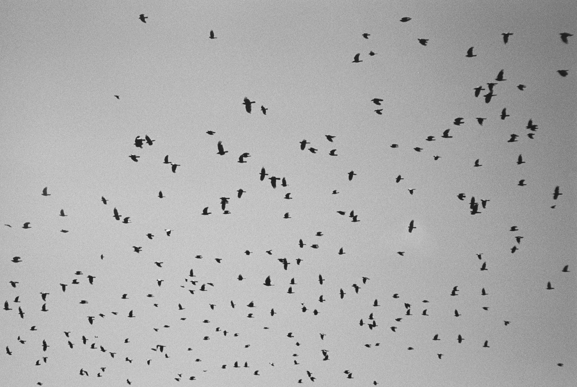 Ravens at the top of Mt Kosciuszko in Kosciusko National Park. Photography by Darren Gill