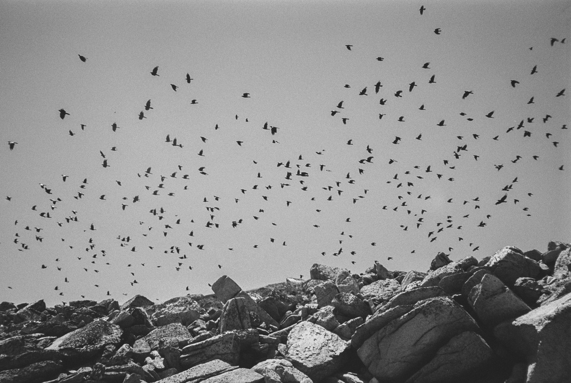 Ravens above Mt Kosciuszko in Kosciusko National Park. Photography by Darren Gill