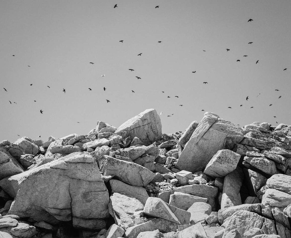 Ravens flying above Mt Kosciuszko in Kosciusko National Park. Photography by Darren Gill