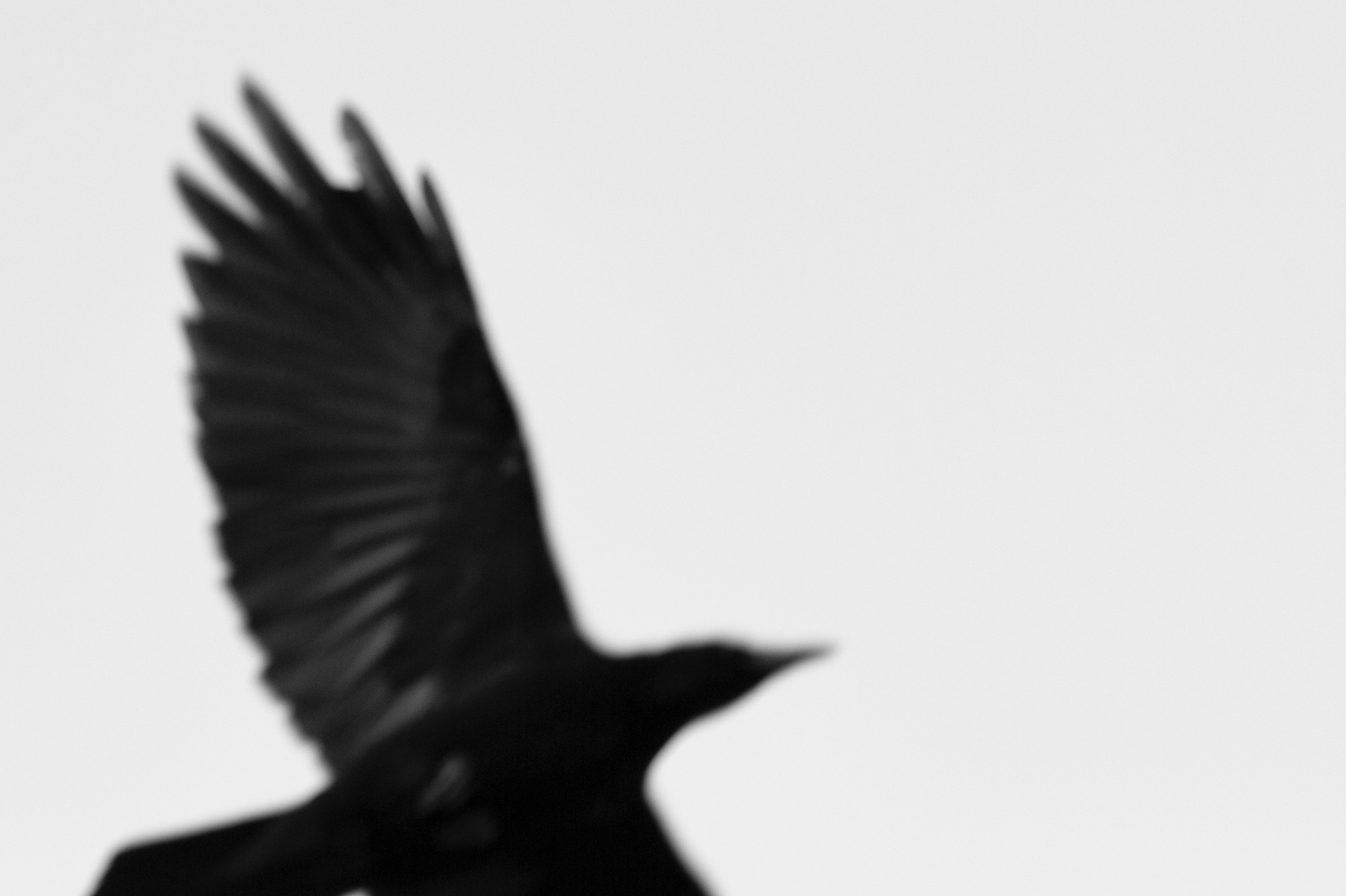 Crow raven flying in Kyoto, Japan over the Kamo River. Black and white photography by Darren Gill