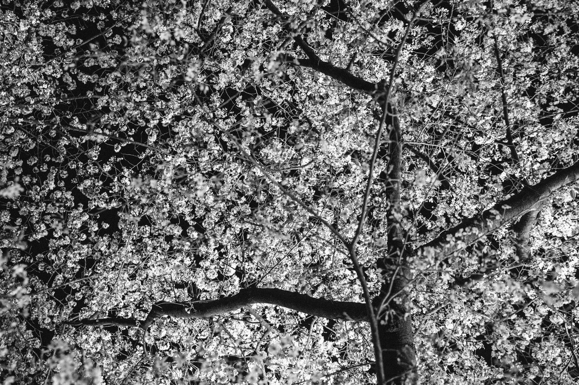 Sakura cherry blossoms at night in Kyoto Japan. Black and white photography by Darren Gill