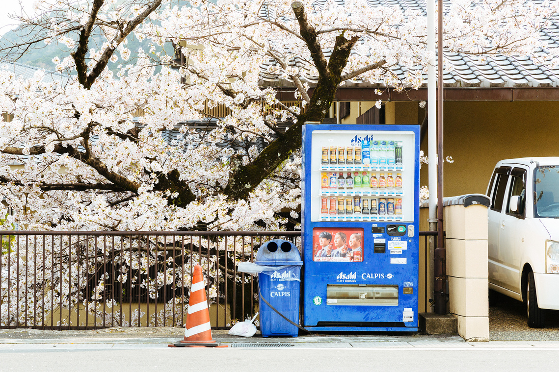 Local street scene in Arashiyama Kyoto Japan showing sakura cherry blossoms and Asahi vending machine. Photography by Darren Gill