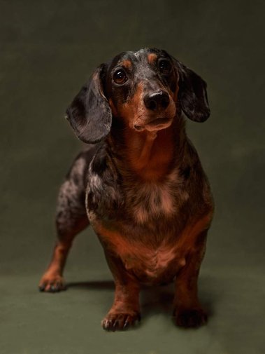 Portrait of a brown and black dachshund dog standing and looking at the camera. Portrait Photographer - Clive Allcorn